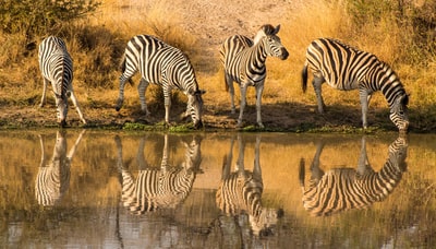 Standing on the green grass of zebra during the day
